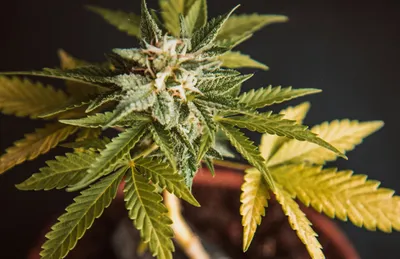 Strasbourg favorable à une expérimentation locale de la légalisation du cannabis récréatif