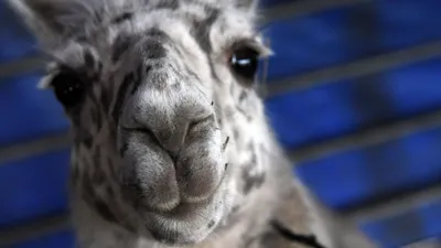 Un lama retrouvé en divagation sur la route de la Schlucht