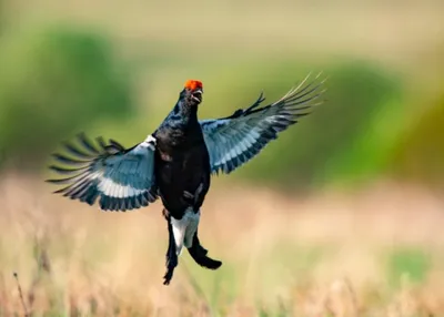 Vosges : réintroduction du grand tétras