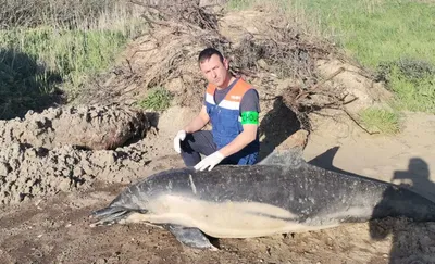 Deux dauphins échoués dans le Pas de Calais