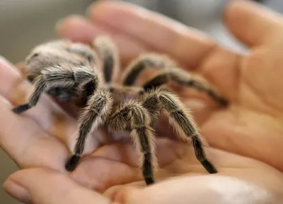Démantèlement d'un réseau de trafic d'animaux exotiques entre la Guyane et l'Alsace