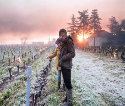 Gel : un scénario catastrophe pour les fruits