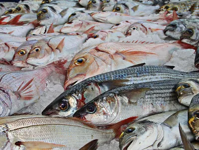 Le retour des crieurs au marché aux poissons de Hambourg