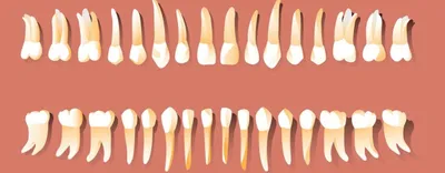 Santé : remplacer une dent arrachée par une nouvelle dent cultivée ?