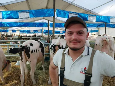 Antoine le toiletteur de bovins