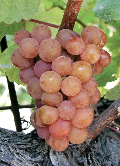 La date des vendanges en ALSACE sera dévoilée le 17 août