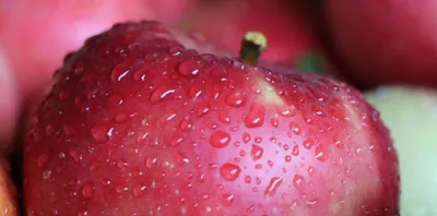 Pomme