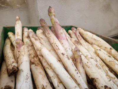 asperges cagettes 2019 Hoerdt