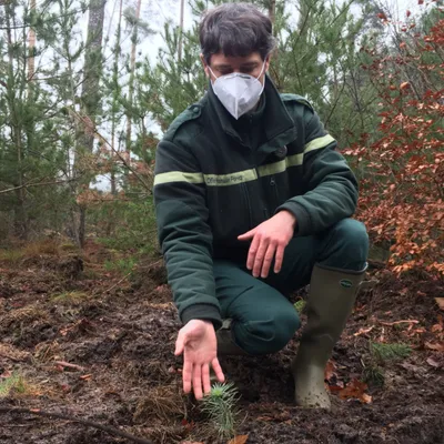ONR relance forêt Haguenau pin