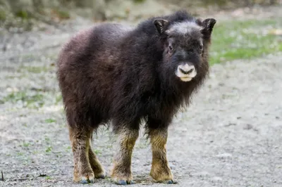 Naissance de deux boeufs musqués au Parc Zoologique et Botanique de Mulhouse