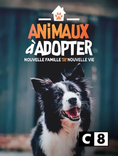 "Sandrine Arcizet : Combat contre l'Abandon des Animaux et Succès de 'Animaux à Adopter"