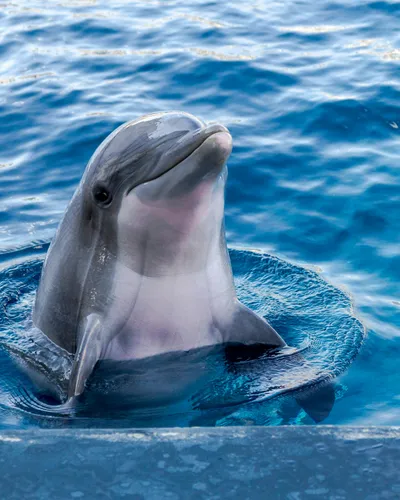 Antibes : huit dauphins quittent Marineland pour l'Espagne