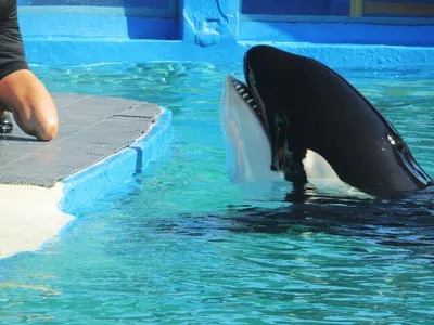 Situation critique pour les animaux de Marineland