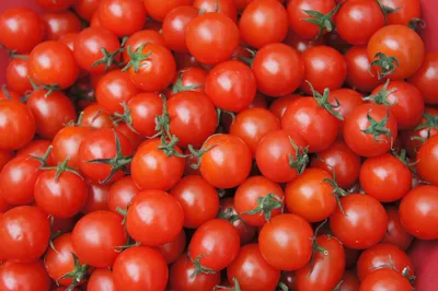 Salmonellose : les tomates cerises siciliennes suspectées d’un foyer de contamination en Europe