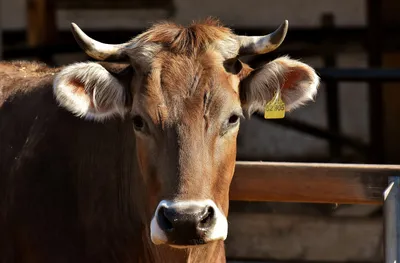 Dermatose bovine : vaccination massive et tensions sociales
