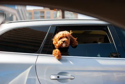 Nice interdit de laisser un animal seul dans une voiture dès 20 °C