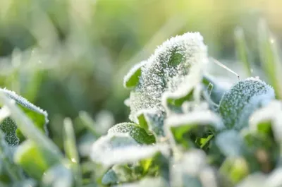givre