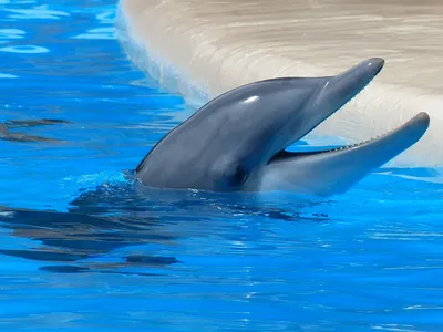 Marineland : le dauphin Rocky est mort en Espagne