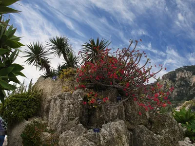 Réouverture du Jardin Exotique de Monaco après rénovation en octobre