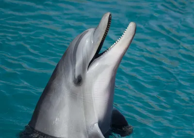 Marineland d’Antibes : Beauval renonce à accueillir les douze dauphins