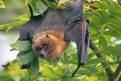 Nice : des chauves-souris intoxiquées au plomb sauvées grâce à un protocole inédit