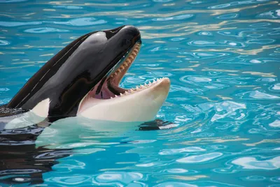 Marineland espère transférer ses orques et dauphins en Espagne avant fin juin