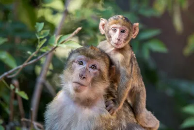 Singes Montagne des Singes