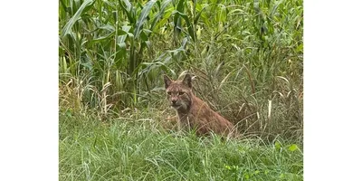 Lynx Boréal dans le Sundgau