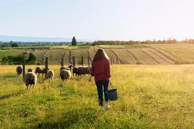 La MSA met en place un réseau de sentinelles pour prévenir le mal-être des agriculteurs