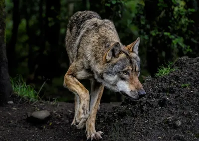 Alpes-Maritimes : les éleveurs à bout face à la prédation des loups