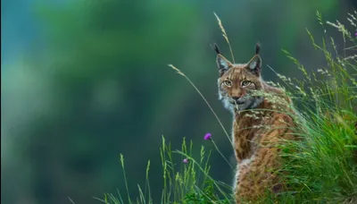 lynx