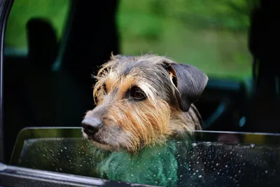 Vallauris : police municipale mobilisée pour les animaux en danger