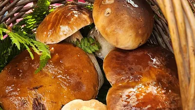 Partez à la découverte des champignons avec Eure-et-Loir Nature