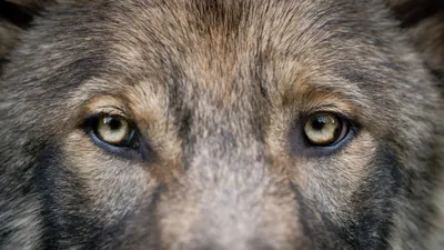 🔊 Polémique à Châteaudun : les animaux sauvages ont-ils encore...