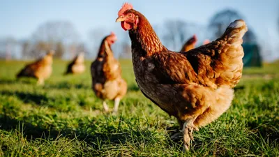 Colère contre un projet de 30 000 poulets à Saint-Luperce