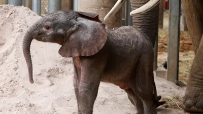 Un heureux événement au ZooParc de Beauval