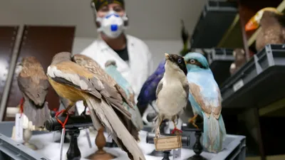 🔊 Empoisonnée à l'arsenic, cette collection du musée déménage