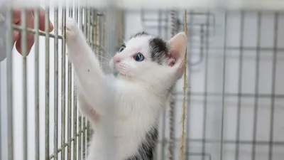 Le "Refuge des Acacias" victime de vandalisme