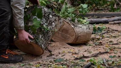 80 arbres abattus "par erreur" pour sécuriser la N12