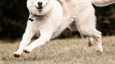 Attaque de chien à Luisant : une ancienne élue de Chartres blessée