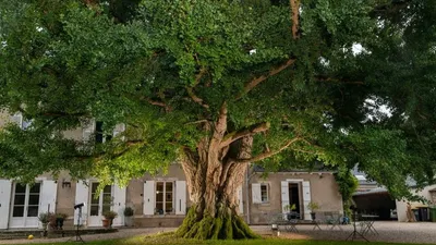 LOIRET – Votez pour l'arbre européen de l'année