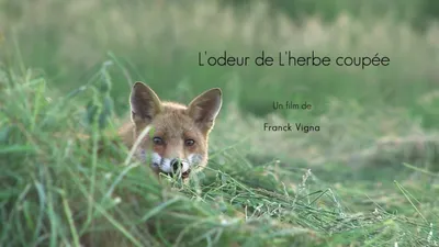 Focus sur le renard à Cloyes