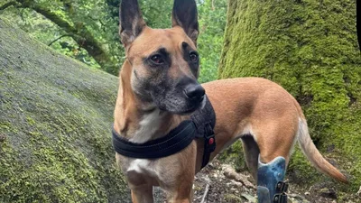 Une chienne recherchée après un accident