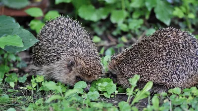 🔊 À Sérazereux la SPDA recueille aussi la faune sauvage
