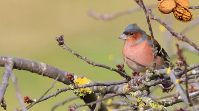 🔊 Dix nouvelles espèces d'oiseaux observées à Louville-la-Chenard