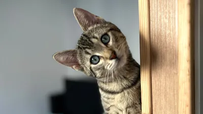 Une décennie à protéger les chats sauvages dans le Dunois