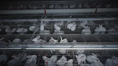 L214 mobilisé contre les pratiques dans les élevages de lapins