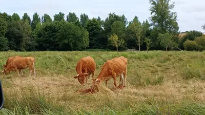 Les éleveurs invités à se renseigner sur la Dermatose Nodulaire 