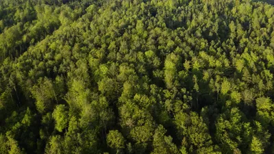 🔊 Gasville-Oisème sanctuarise ses bois pour contrer le tracé de la...