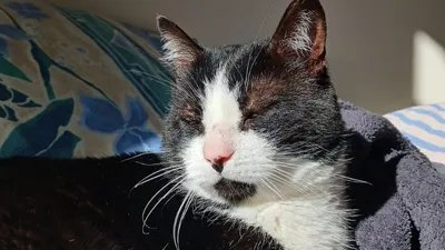 🔊 Se séparer de son animal, un déchirement pour les seniors